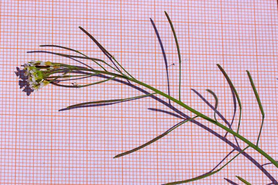 Arabidopsis thaliana / Arabetta comune